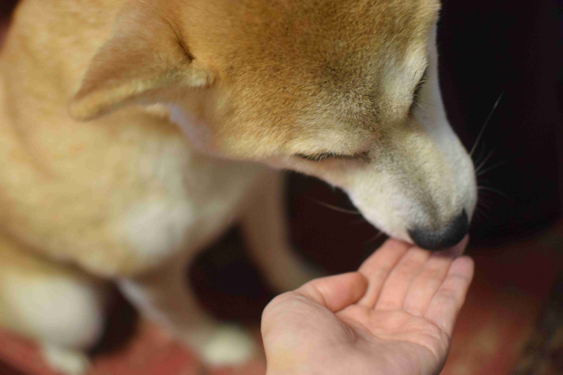 いなばちゅーる