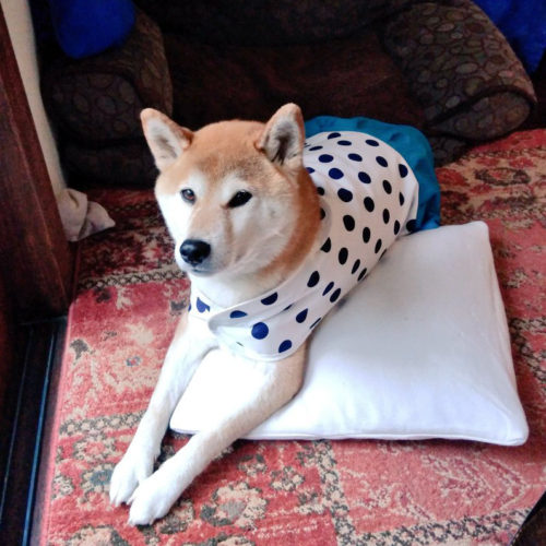 犬用レインコート