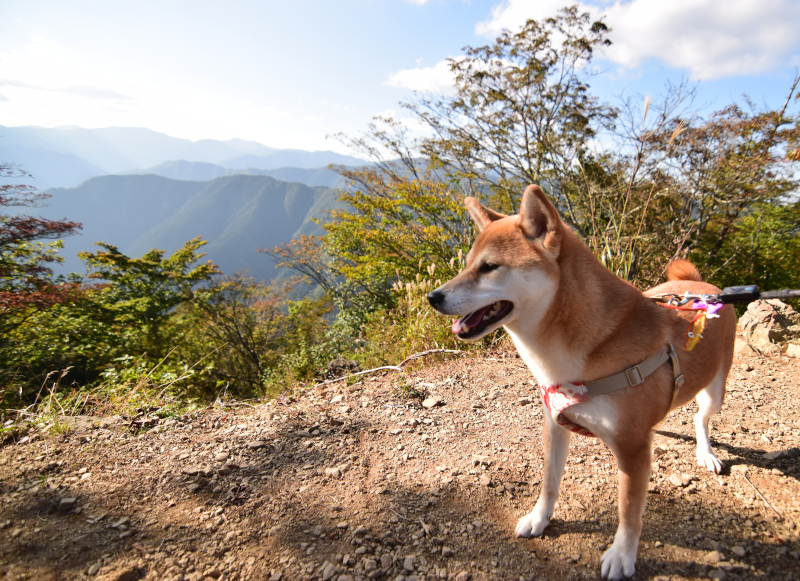 柴犬コムギも一緒に奥多摩 川乗山へ こむしば